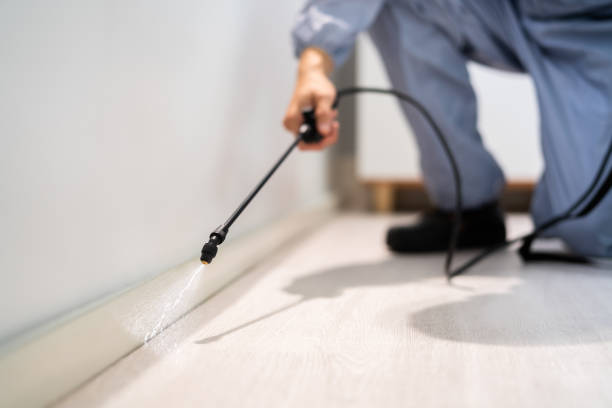 Certified termite inspector examining foundation in Lakeview