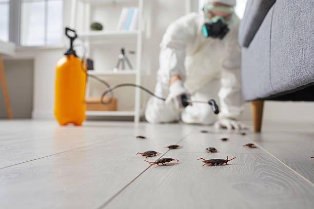 Commercial Kitchen Cockroach Control in Lakeview